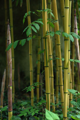 Bamboo stems and green leaves in summer.