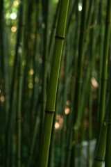 Close-up of bamboo stems in summer.