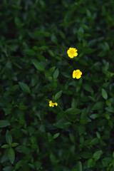 Three yellow buttercups between green shrub.