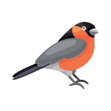 Cartoon sitting bullfinch in flat style. Cute colorful city bird. Isolated element for design. Picture for educational children's book and ornithological encyclopedia. Common European bird.