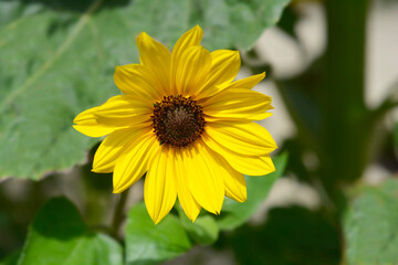 Beach sunflower