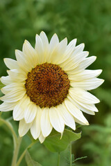 White Nite Sunflower