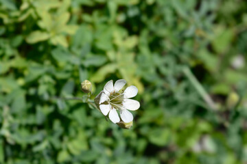 Sea campion