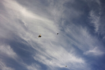 doves pigeons flying on the gorgeous blue cloudy sky