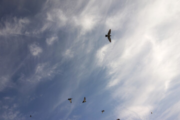 doves pigeons flying on the gorgeous blue cloudy sky