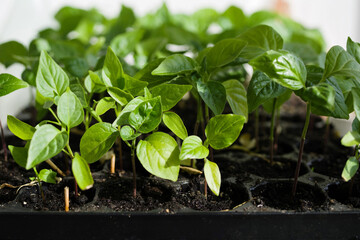 Green juicy seedlings of hot peppers in a growing container close-up, soft selective focus. Agriculture