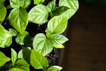Green juicy seedlings of hot pepper close-up, soft selective focus, top view. Agriculture