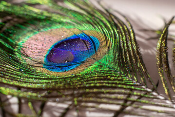peacock macro feather with water drops