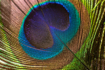 peacock macro feather with water drops