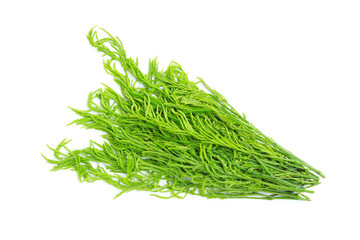 Fresh acacia pennata (cha-om) isolated on white background, A peak leaves green acacia pennata (cha-om)