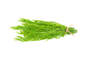 Fresh acacia pennata (cha-om) isolated on white background, A peak leaves green acacia pennata (cha-om)