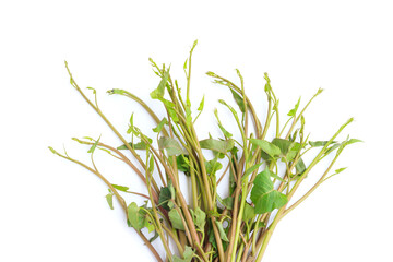 Fresh Water Spinach, Morning glory or Water Convolvulus isolated on White background