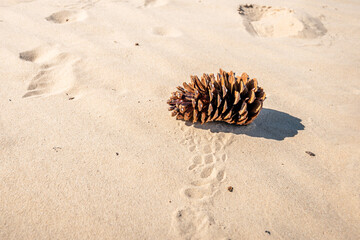 Pine cone in the warm sand of a Dutch drifting sand area. The photo was taken on a sunny day in the summer season.