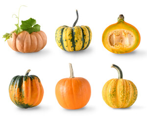 Set of different pumpkins for Thanksgiving day and Halloween isolated on white background.