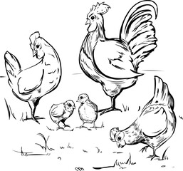 line vector graphic.Farm life rooster family with hens and chicks in freehand sketch style. Pet birds for advertising, design, creativity, coloring books, etc.