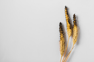 Burnt charred ears of wheat isolated on the white background. Concept of hunger and food crisis in...