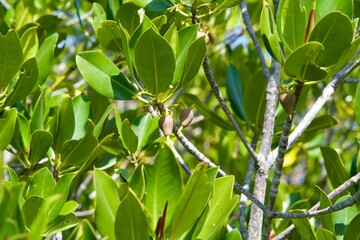 Tropical plant trees beginning to bear fruit