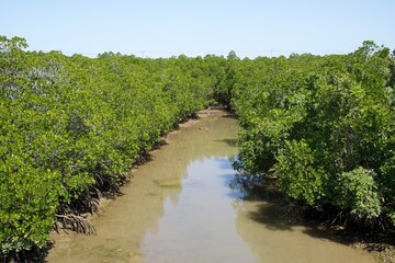 Fototapeta na wymiar Small river surrounded by mangrove trees