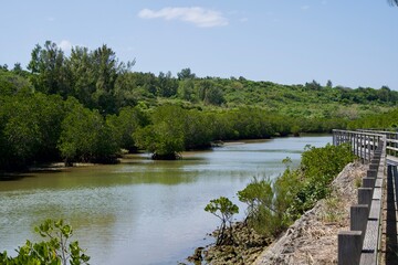 Scenery of mangrove forest in Miyako Island