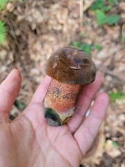 Dotted stem bolete. Edible mushrooms. Mushrrom with brown hat. Autumn in the forest