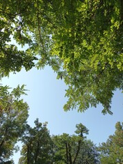 trees and sky