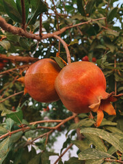 Pomegranate  on a tree