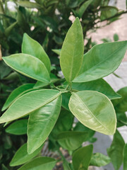 green leaves on a tree