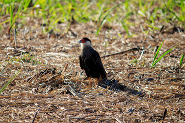 Carcará hawk, hawk, Caracara plancus, Gavião Carcará