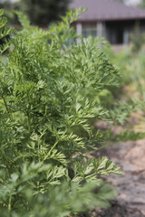 Close up of fresh green dill vertical view 