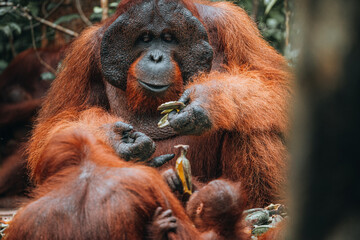 Orangutan in the jungle of Borneo, Indonesia.