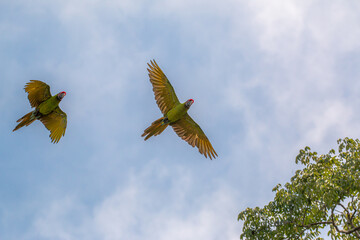 Military macaw flying over tree canopy at Costa Rica's caribean Coast (Ara ambiguus) also known as Buffon's macaw © Miguel