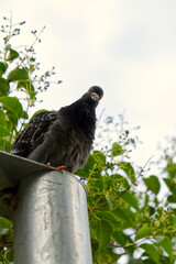 pigeon on a branch