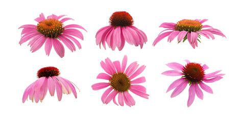 Pink coneflowers group