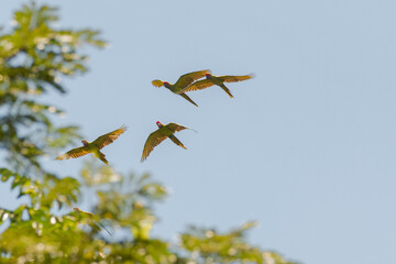 Great green macaw flying over tree canopy at Costa Rica's caribean Coast (Ara ambiguus) also known...