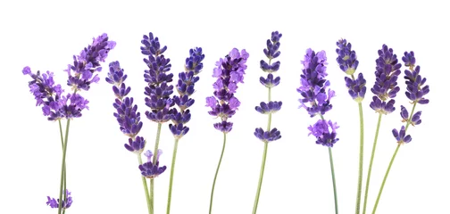  Lavender flowers group © Scisetti Alfio