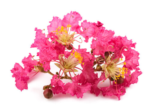 Crape myrtle flowers