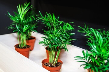 Artificial plants in pots. We decorate the territory with plastic flowers. Close-up