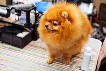 A small, orange dog with fluffy fur looks thoughtfully to the side. Close-up
