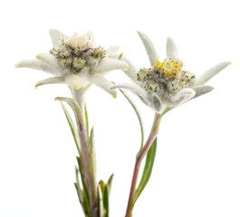 Fototapeta premium Edelweiss folwers