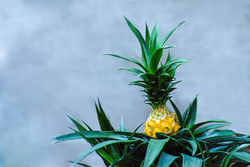Small pineapples in ceramic pots. Growing exotic plants at home. Close-up. Selective focus.