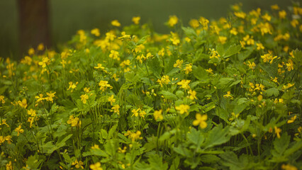 Flowering greater celandine Chelidonium majus plant with green leaves and yellow flowers in garden