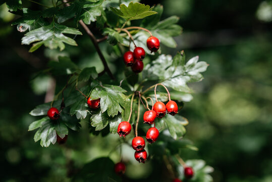 Red fruits of hawthorn (Crataegus laevigata, midland hawthorn, English hawthorn, woodland hawthorn, mayflower) in autumn in Scotland