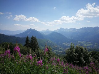 flowers in the mountains
