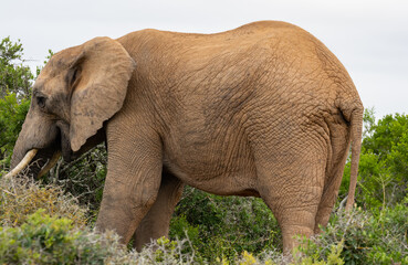 Elefant in der Wildnis und Savannenlandschaft von Afrika