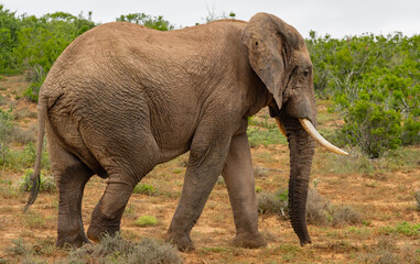 Fototapeta premium Elefant in der Wildnis und Savannenlandschaft von Afrika