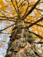CLOSE UP, BOTTOM UP: Gorgeous view of tall larch tree trunk in autumn colors