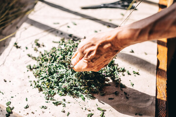Senior healer hand picking herbal stem cropped shot. Alternative natural medicine and homeopathy concept. Closeup view on human person hands working with dried plants medicinal herbs over table