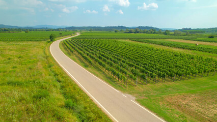 AERIAL: Winding paved road passing gorgeous wine country with numerous vineyards - obrazy, fototapety, plakaty