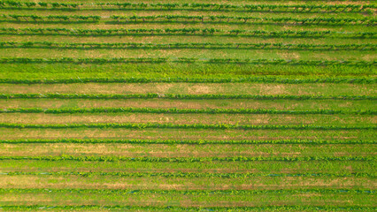 AERIAL, TOP DOWN: Vineyard with lined up vine trellises strung with grapevines - obrazy, fototapety, plakaty