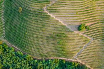 AERIAL, TOP DOWN: Amazing vineyard with changing fall leaves and dividing path